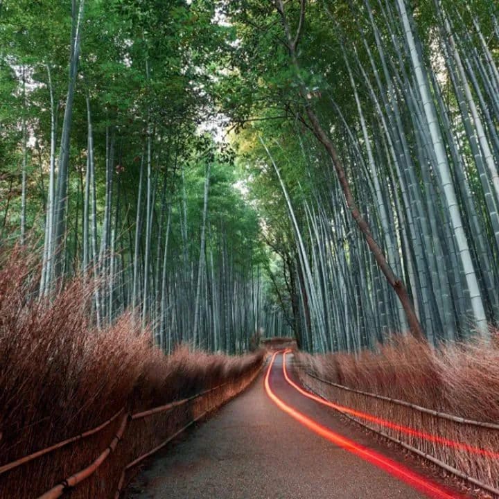 A gravel path with a light streak running down it and that is surrounded by bamboo shoots
