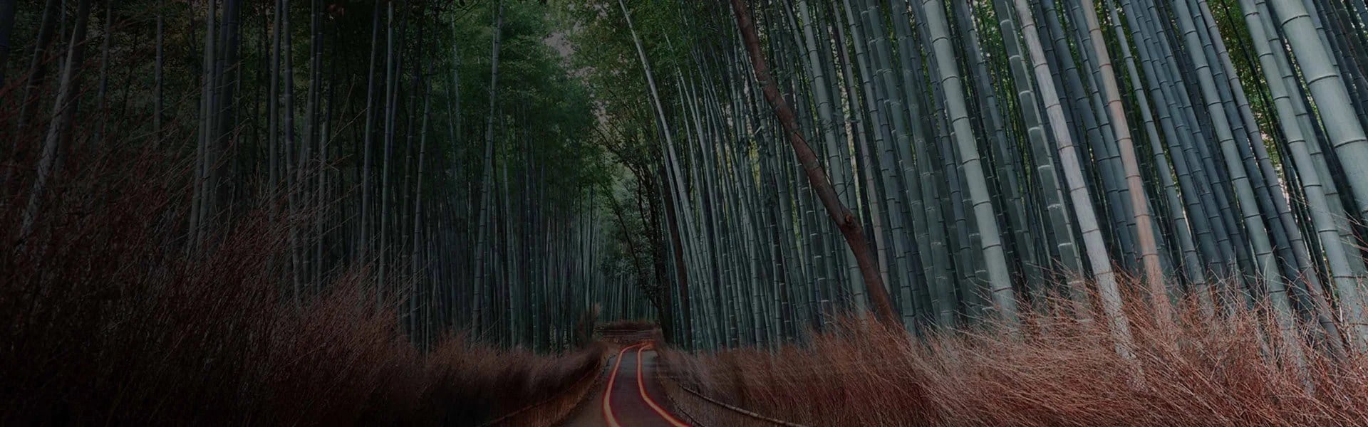 A gravel path with a light streak running down it and that is surrounded by bamboo shoots 