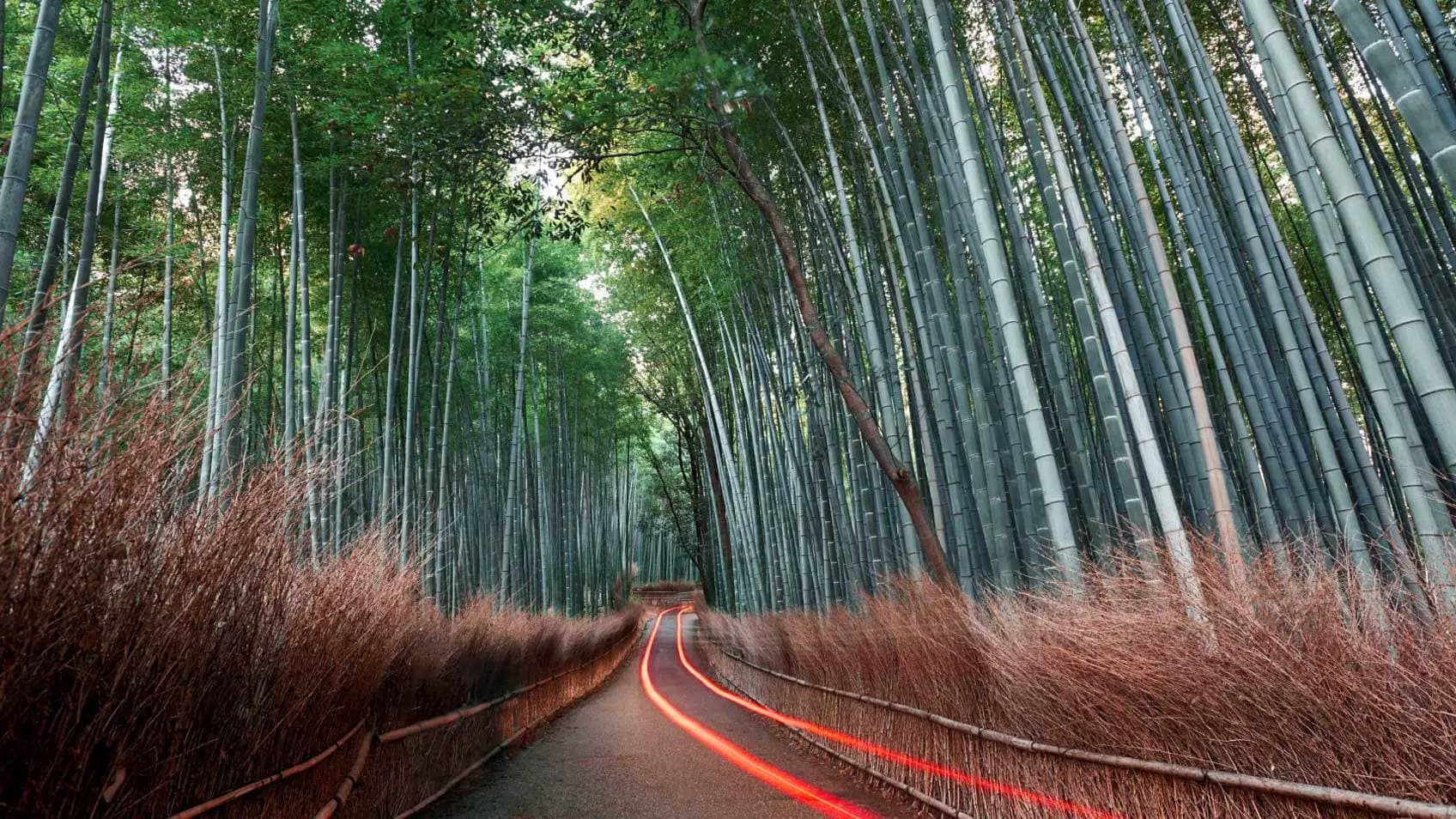 A road with a red light streak curving through tall trees