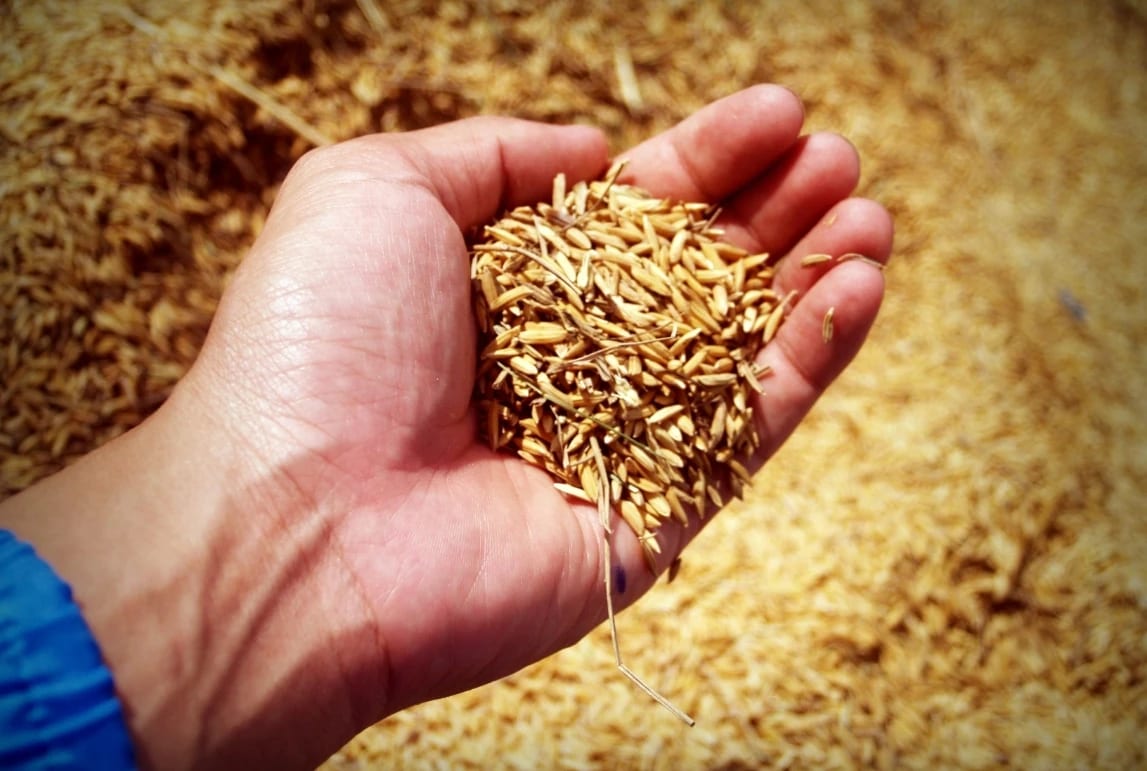 a hand holding a small pile of grain