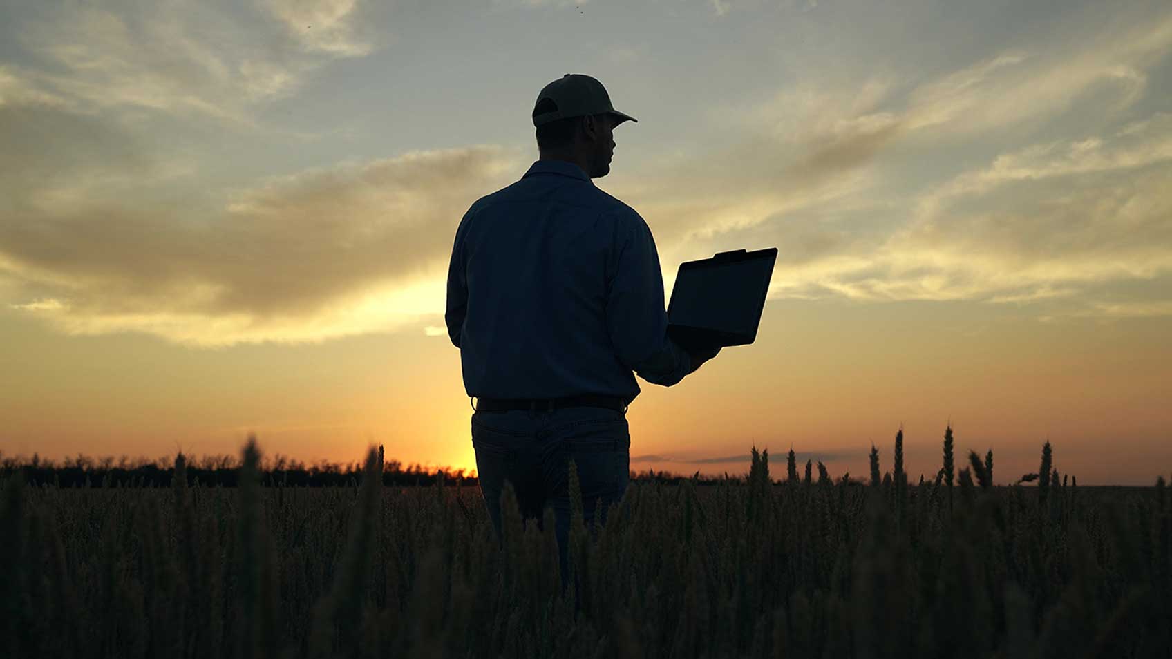 A silhouette of a grower in a field at dusk holding his laptop.