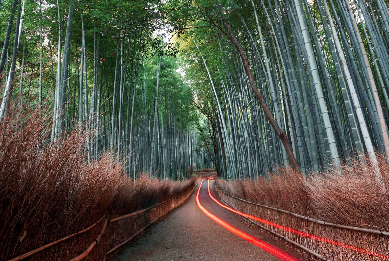 Deux faisceaux de lumière rouge parcourant une route bordée d’arbres