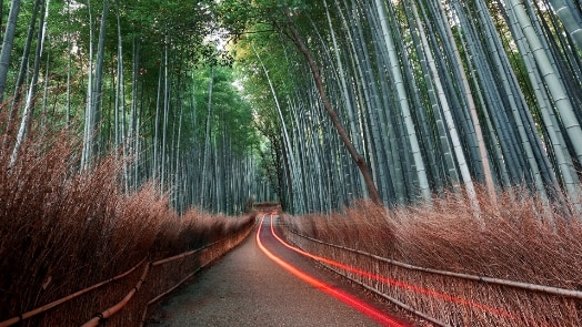 L’image d’un chemin à travers une forêt de bambou, avec un sentier lumineux rouge et une grande canopée.